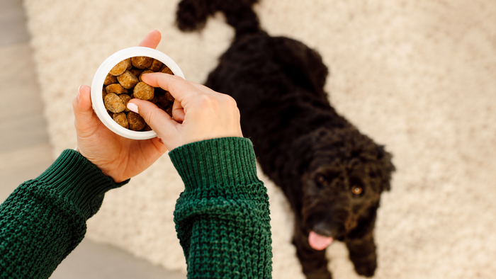 Owner holding a bowl of kibble while a black dog waits on the floor
