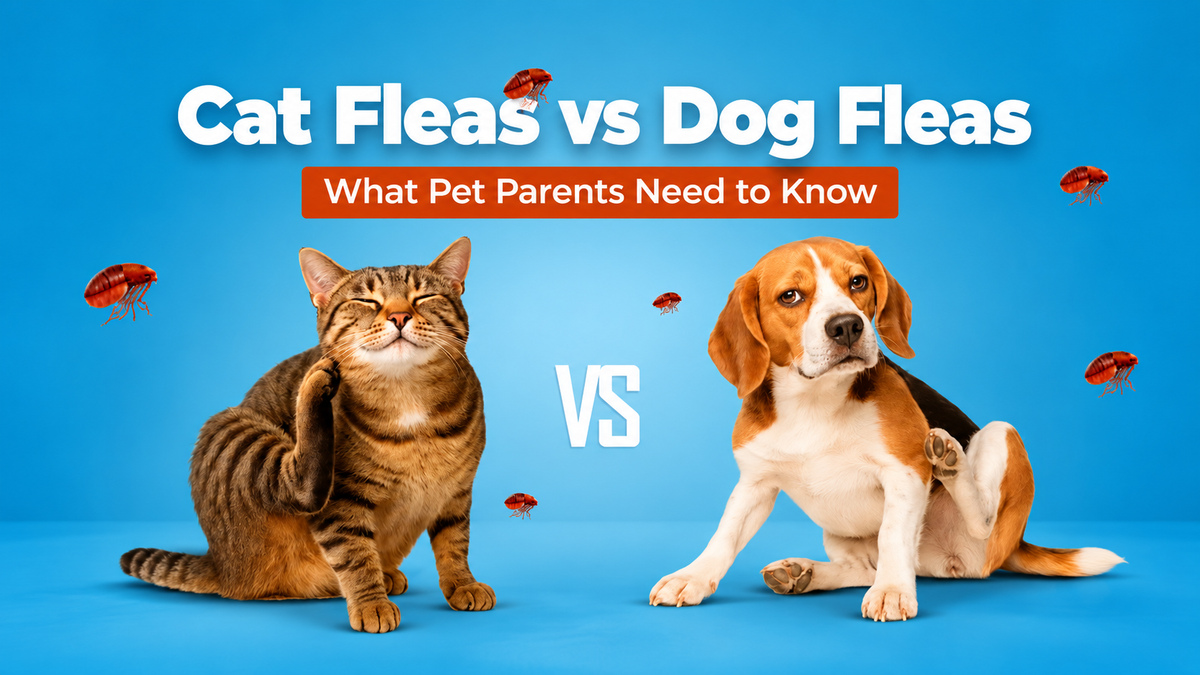 Cat fleas vs dog fleas illustration with a scratching cat and a scratching beagle
