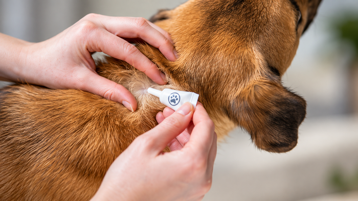 Owner applying a flea treatment pipette to the back of a dog's neck