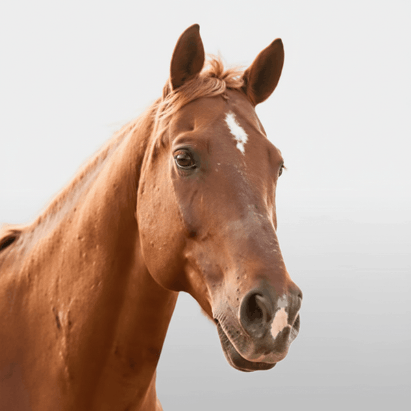 Horse collection – Pawly Supply