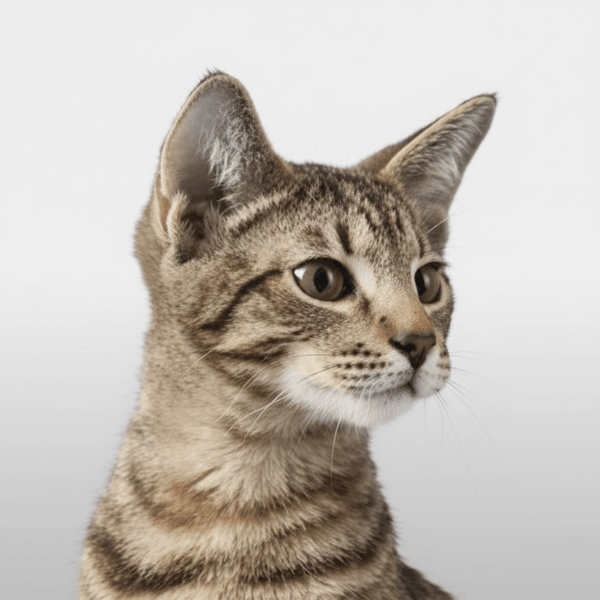 Cat collection – Pawly Supply