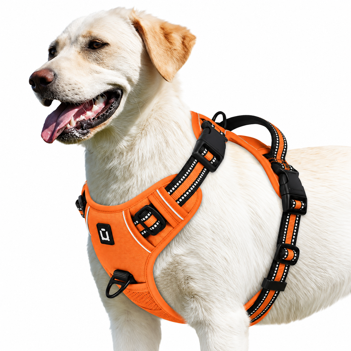 Labrador wearing the Orange air-mesh no pull dog harness with reflective trim