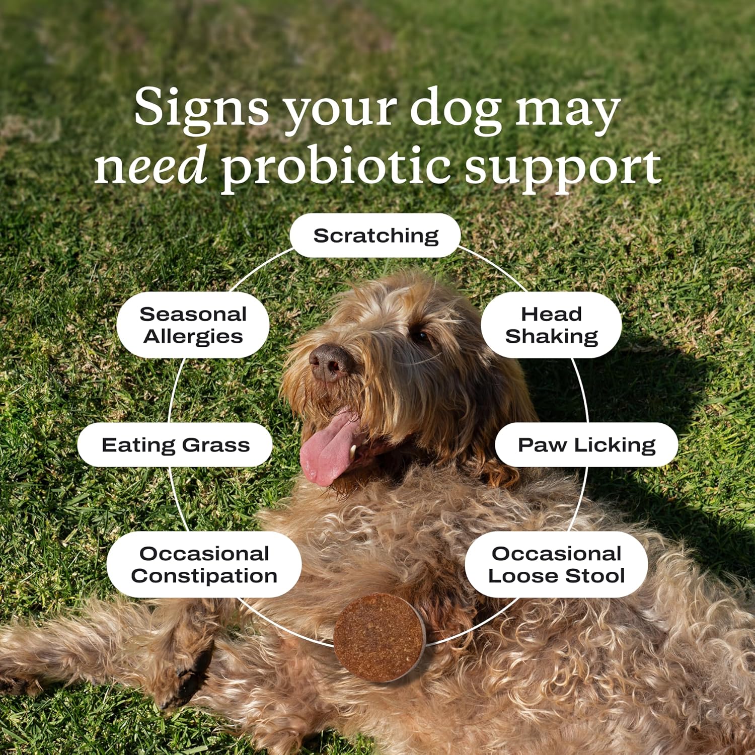 PetLab Co. Probiotic Chews for Dogs Gut Health 30 Count