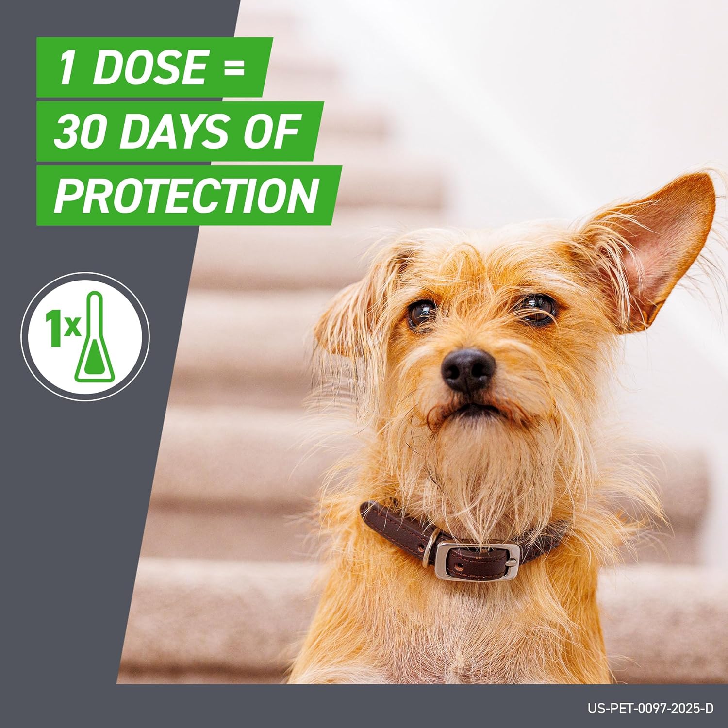 Frontline Plus for Small Dogs (5-22 lbs) | Flea & Tick Spot-On Prevention | 6 Month Supply