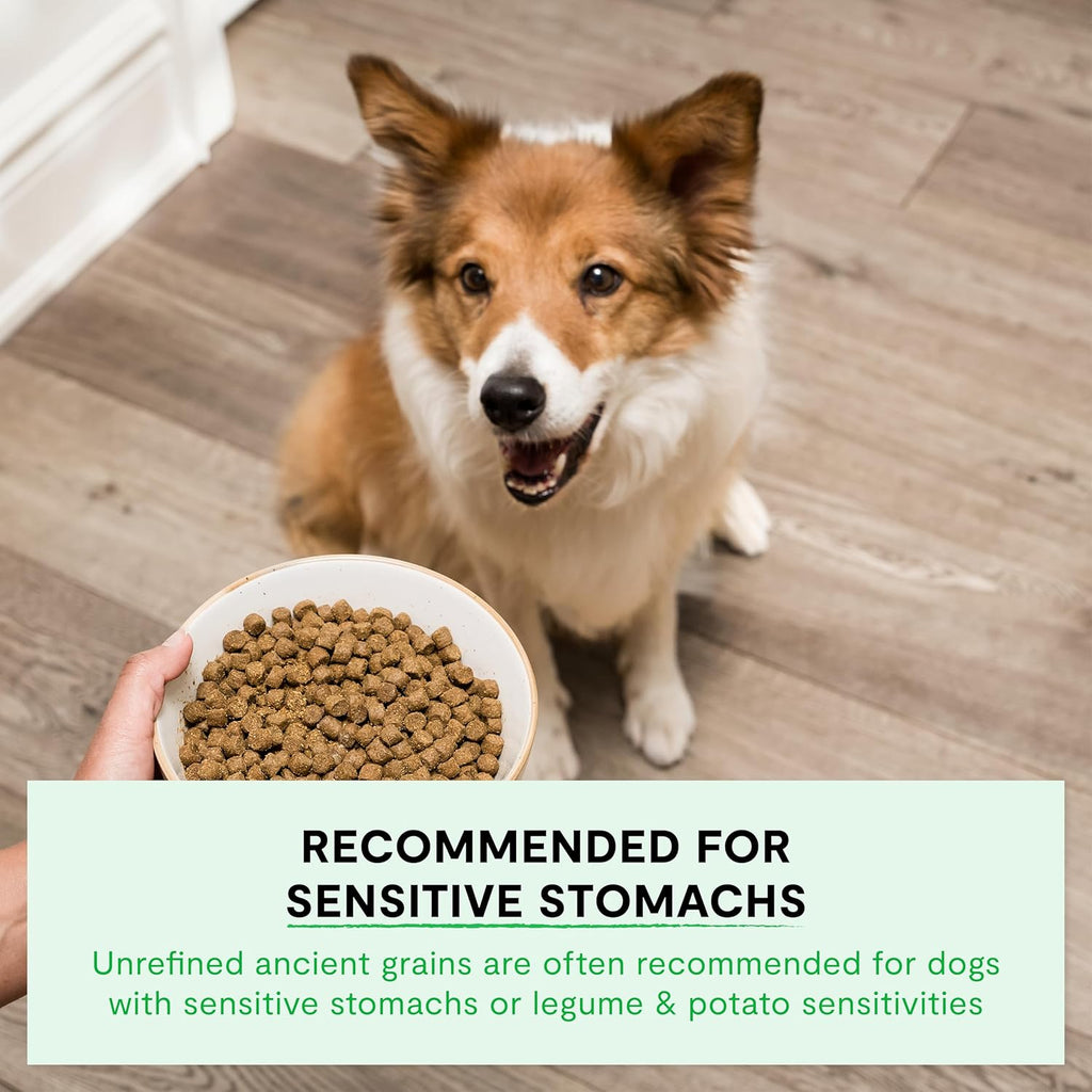 Open Farm Wild-Caught Salmon & Ancient Grains Dry Dog Food, 22 lb