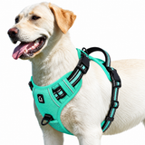 Labrador wearing the Green air-mesh no pull dog harness with reflective trim