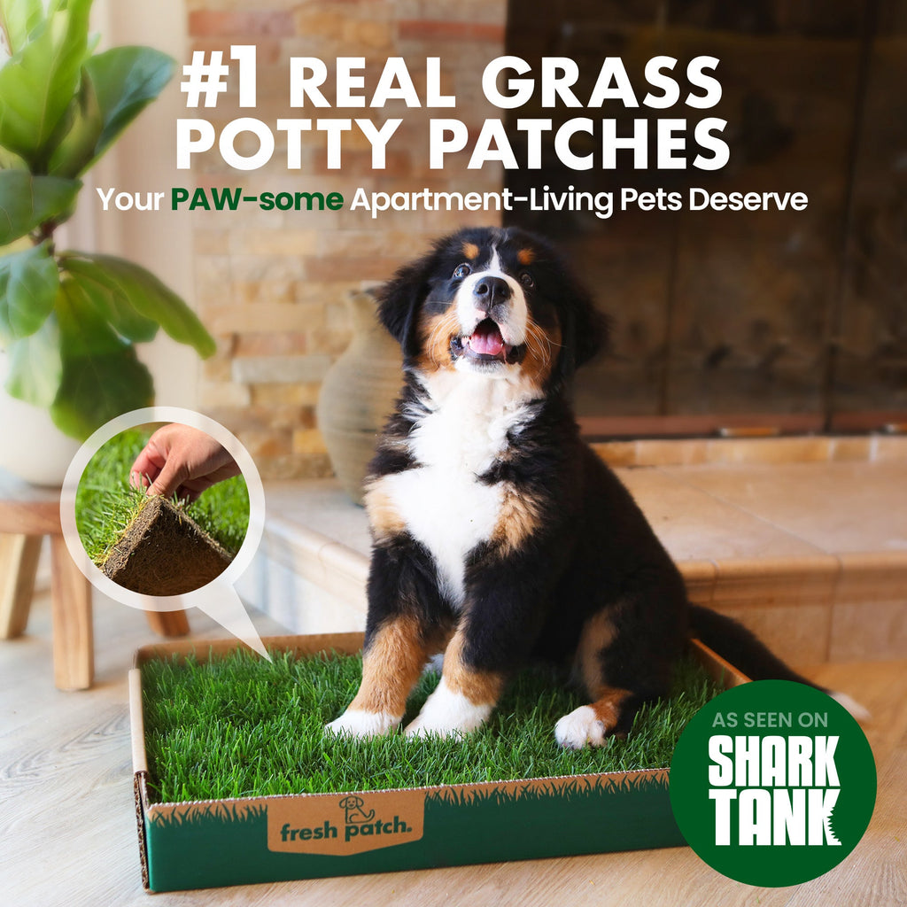 Dog sitting on Fresh Patch real grass potty