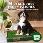 Dog sitting on Fresh Patch real grass potty