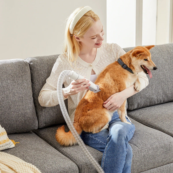 Grooming a dog at home with the pet grooming vacuum kit